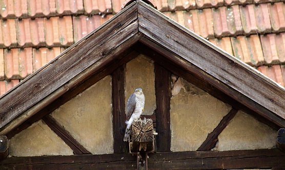 Habicht bei der Jagd (Foto: Eva Maria Wiegand) Habicht bei der Jagd (Foto: Eva Maria Wiegand)