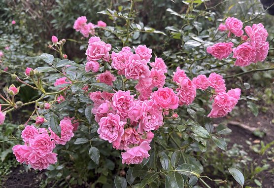 Meteorologen erwarten stürmisches Herbstwetter (Foto: oas) Meteorologen erwarten stürmisches Herbstwetter (Foto: oas)