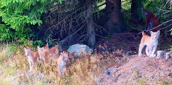 Luchsfamilie im Harz (Foto: Manfred Werner)