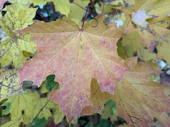 Bewölkt und trocken in den nächsten Tagen (Foto: oas) Bewölkt und trocken in den nächsten Tagen (Foto: oas)