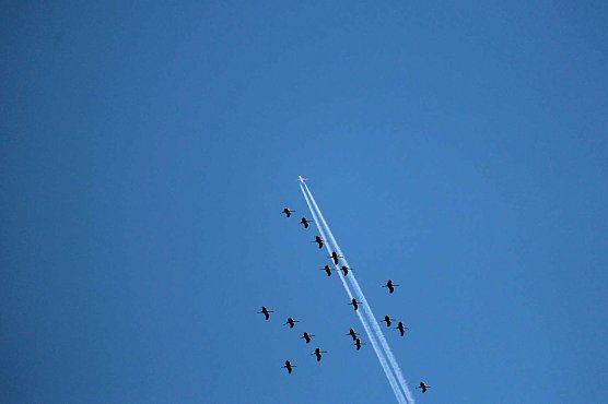 Kraniche über dem Südharz (Foto: Peter Blei) Kraniche über dem Südharz (Foto: Peter Blei)