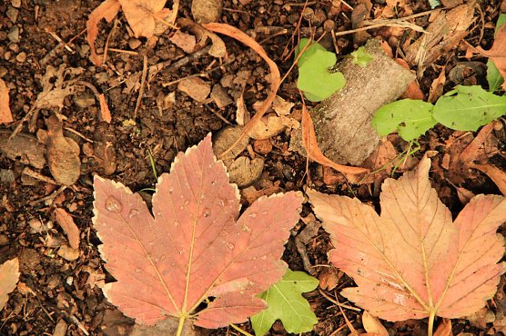 Wetterbild (Foto: agl) Wetterbild (Foto: agl)