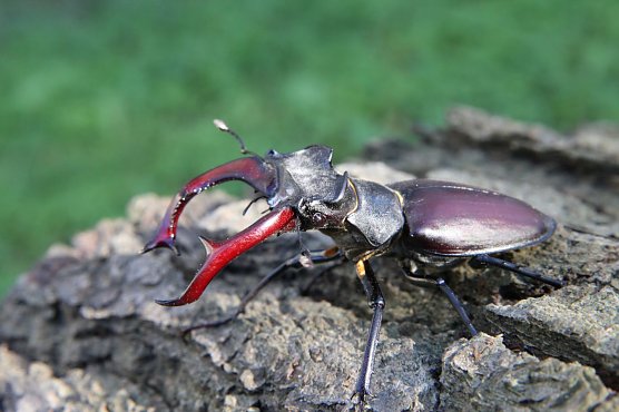 Auch der seltene Hirschk&auml;fer krabbelt durch das Biosph&auml;renreservat (Foto: K. K&uuml;hne)
