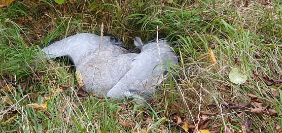 Toter Kranich bei Kelbra (Foto: B. Schwarzberg)