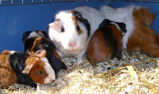 Schweinerei (Foto: C. Knust)