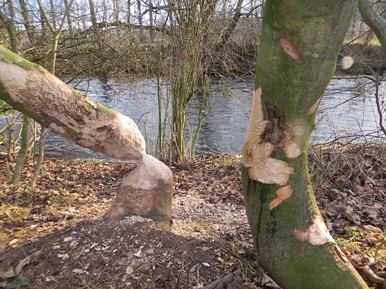 Biberspuren am Ilmufer (Foto: Marcus Orlamünder) Biberspuren am Ilmufer (Foto: Marcus Orlamünder)