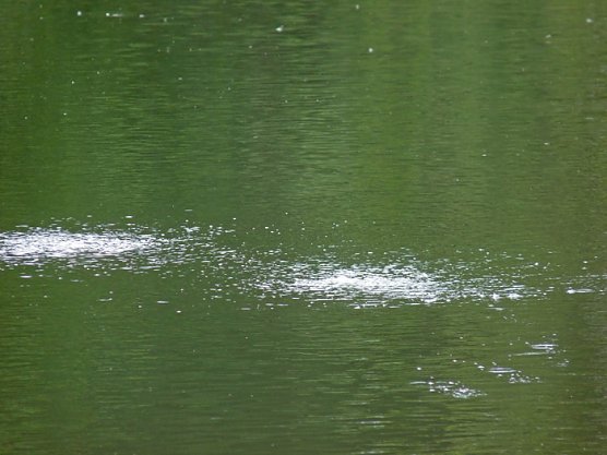 Bel&uuml;ftung Parksee (Foto: Karl-Heinz Herrmann)