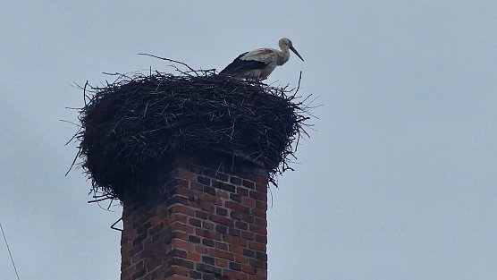 Meister Adebar vor wintergrauem Himmel in G&ouml;rsbach (Foto: agl)
