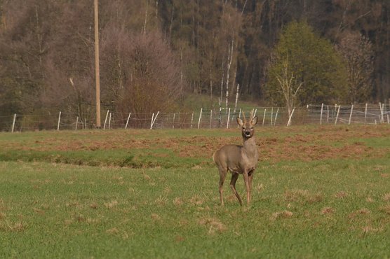 Rehbock in Ellrich (Foto: Nancy Lüdecke) Rehbock in Ellrich (Foto: Nancy Lüdecke)