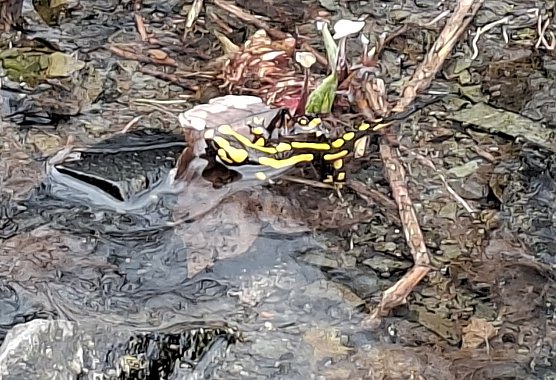 Feuersalamander  (Foto: Bernd Fiebig)