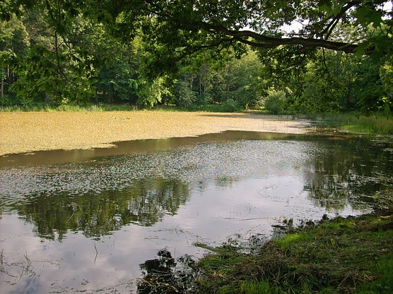 Pfaffenteich (Foto: Karl-Heinz Herrmann)