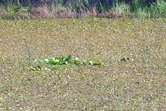 Pfaffenteich (Foto: Karl-Heinz Herrmann)