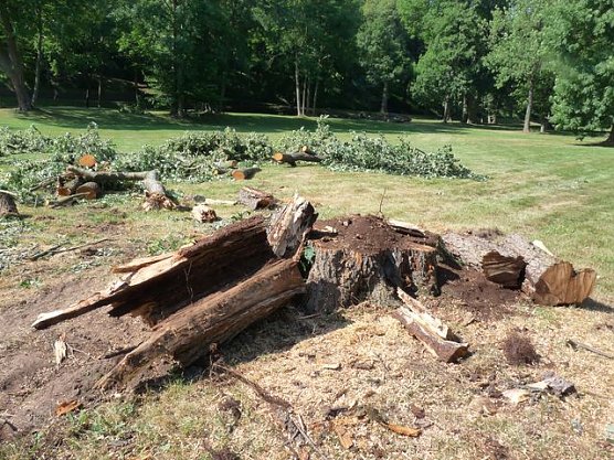 Kranke B&auml;ume (Foto: Karl-Heinz Herrmann)