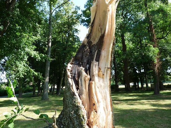 Kranke B&auml;ume (Foto: Karl-Heinz Herrmann)