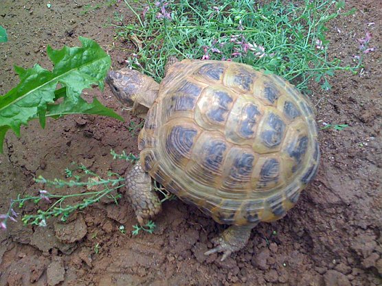 Schildkr&ouml;te (Foto: Landratsamt Kyffh&auml;userkreis)
