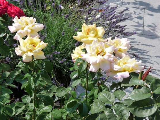 Rosen (Foto: Karl-Heinz Herrmann)