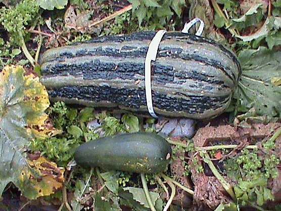 Riesen Zucchini (Foto: Heiko Range)