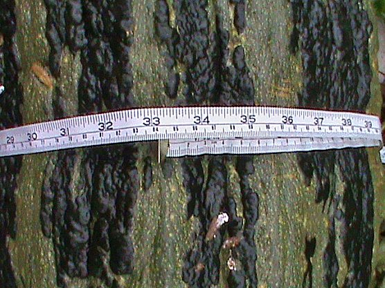 Riesen Zucchini (Foto: Heiko Range)