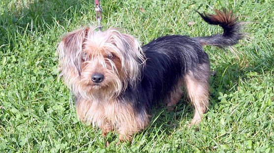 Im Nordhäuser Tierheim (Foto: rh) Im Nordhäuser Tierheim (Foto: rh)