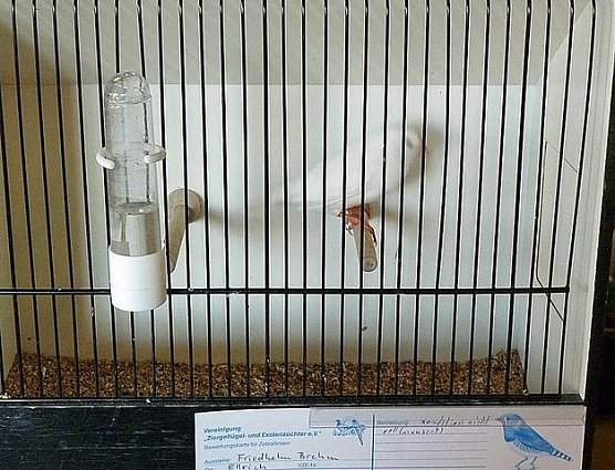 Vogelausstellung in Sondershausen (Foto: Karl-Heinz Herrmann)