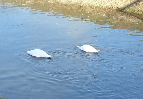 Kopflos in der Wipper (Foto: Karl-Heinz Herrmann)
