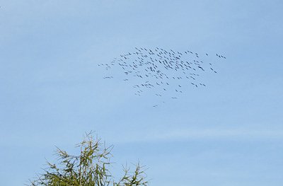 Kraniche &uuml;ber Friedrichsrode (Foto: Christiane Wiesemann)