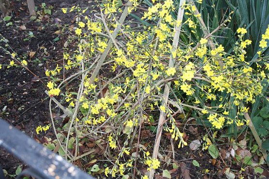 Winterjasmin (Foto: Hans-J&uuml;rgen Schmidt)