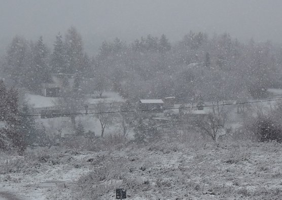 Weihnachtsbaum (Foto: Karl-Heinz Herrmann)