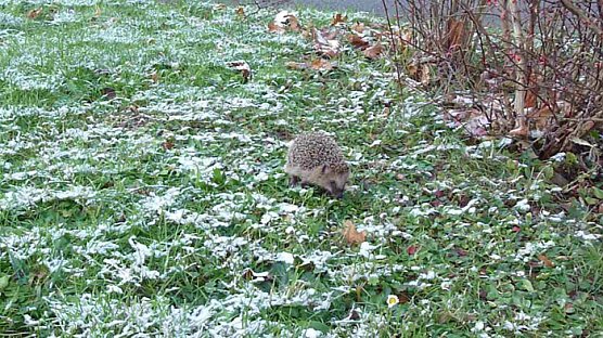 Igel im Schnee (Foto: Karl-Heinz Herrmann)