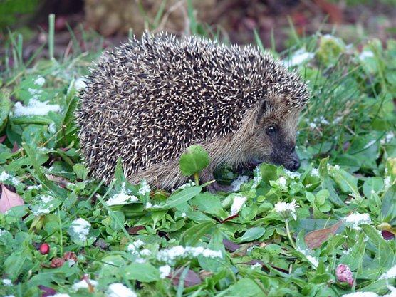 Igel im Schnee (Foto: Karl-Heinz Herrmann)