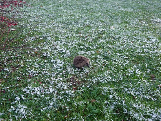 Igel im Schnee (Foto: Karl-Heinz Herrmann)