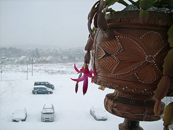 Weihnachtskaktus (Foto: Karl-Heinz Herrmann)