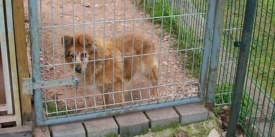 Erblindetes Tier im Gnadenhof Sondershausen (Foto: Karl-Heinz Herrmann)