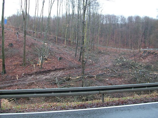 Abholzungsgebiet am Kyffhäuser (Foto: Karl-Heinz Herrmann) Abholzungsgebiet am Kyffhäuser (Foto: Karl-Heinz Herrmann)