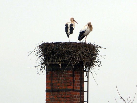 Bild: Storchenpaar in Windehausen im Landkreis Nordhausen