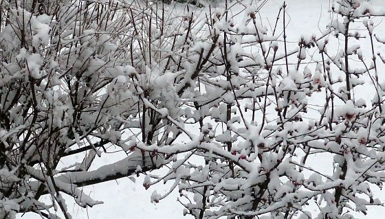 Bild: Endlich Winter