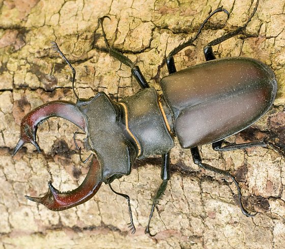 Bild: Hirschk&auml;fer - M&auml;nnchen