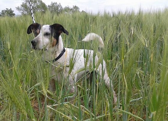 Bild: Tayson sucht ein neues Zuhause