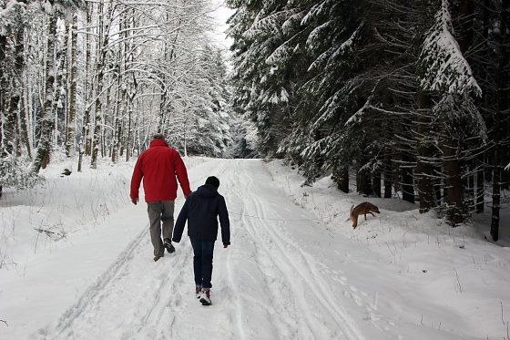 Bild: Spaziergang im Wald
