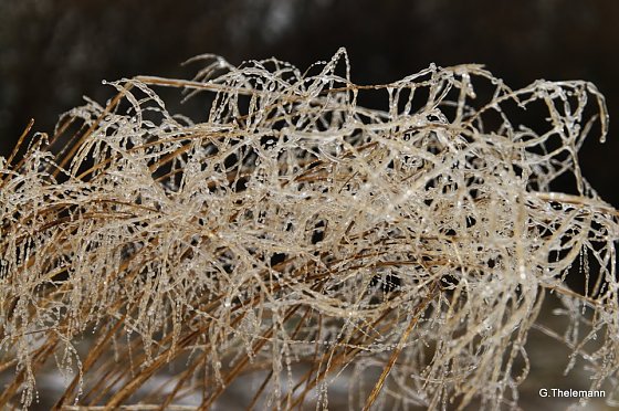 Bild: Wieder Nachtfrost