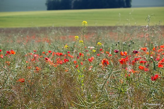 Bild: Wetter-Bild