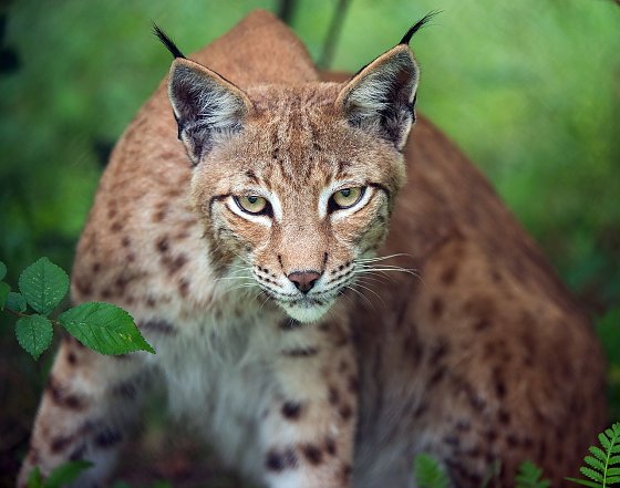 Bild: Der Luchs