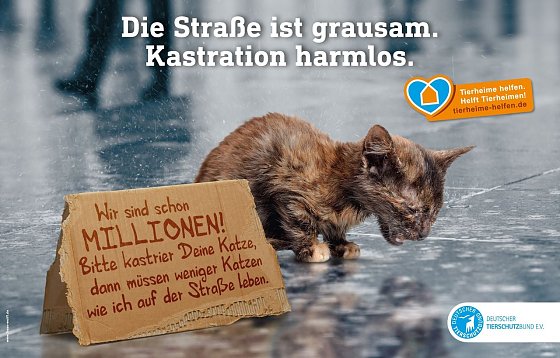 Bild: Der Deutsche Tierschutzbund macht mit seiner Kampagne auf das Leid der Stra&szlig;enkatzen in Deutschland aufmerksam.