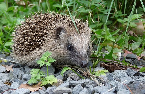 Bild: Igel beginnen mit dem Winterschlaf