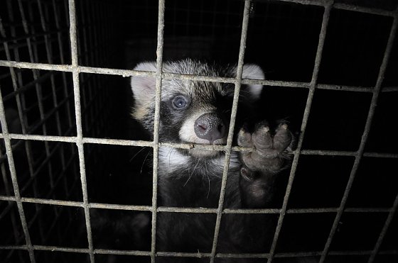 Bild: Marderhunde werden in kleinen Drahtk&auml;figen gehalten.