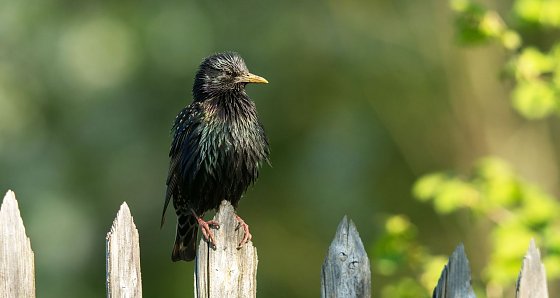 Bild: Ein Star als Zaungast