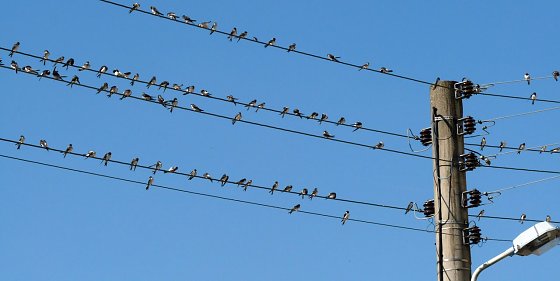 Bild: Schwalbensaison 2018 war nicht optimal