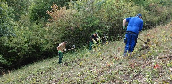 Bild: Mitarbeiter der Landschaftspflegefirma S. Haselhuhn beim Auswurzeln von neuausgetriebenen Geh&ouml;lzen im Teichtal bei Hainrode
