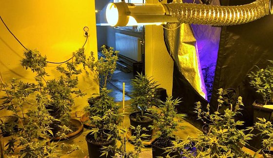 Bild: Indoor-Plantage mit 220 Pflanzen in Wolkramshausen (Landkreis Nordhausen)