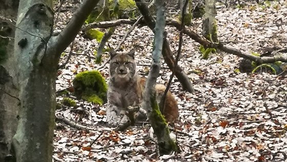 Bild: Luchs bei Ilmenau